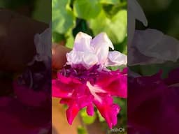 Morning flower 3 colors Multipetal flowes #creepers #myterracegarden flowers #rarecollection