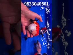 AAA Grades Shortbody Short tail oranda. Special selects from Thailand #youtubeshorts #shorts