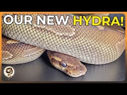 Showing off Our New Hydra Ball Python while Showcasing the Hydra Gene!