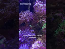 A classic mixed reef tank at a LFS