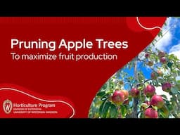 Pruning Apple Trees to Maximize Fruit Production