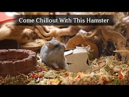 8 Minutes of Hamster Solving a Puzzle Box || Relax With Lotus
