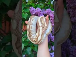 I bought this with money! #reptiles #snake #ballpython #reptilemom