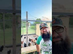The benefit of chicken tractors