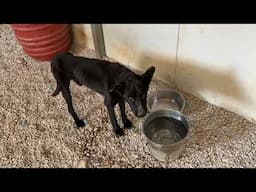 The New Starving Dog Seems a Bit Better After Food And Water - Takis Shelter