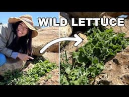 Drought Proof Ice Plant Lettuce You Need To See!