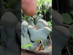 Dead Man's Fingers #nature #shorts #amazing