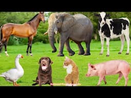 Farm Animal Habitat: Horse, Dog, Pig, Sheep, Cat, Chicken, Goat, Duck, Cow – Animal Sounds