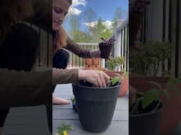 Food and flowers! #gardening #containergardening