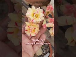 Heavy flowering plants #shorts