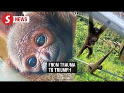 Born to be wild: Nabalu the newborn gibbon