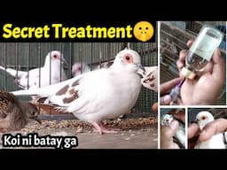 Diamond pied dove secret Treatment | Seep tratment | Birds | Dove bird