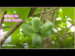 Pawpaw Trees | Volunteer Gardener