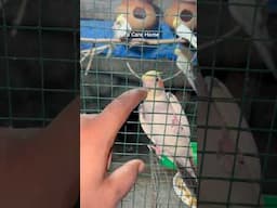 Hero ka breeding update #cockatiel #shorts #lovebirds #youtubeshorts #birds #parrot #viralvideo
