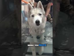 My Husky is a Cookie Shark on the Water Treadmill!