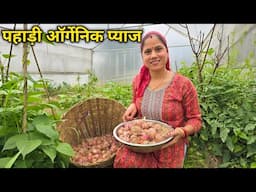 इस छोटी क्यारी में इतना प्याज होगा सोचा न था 😳 || Pahadi Kitchen Garden || Priyanka Yogi Tiwari ||