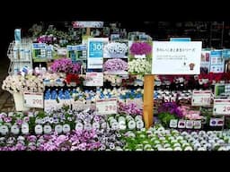 Mother's Day in Japan!