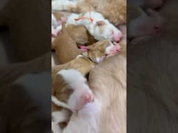 Petite-Mini Goldendoodles, 3 days old ♥️ LottieXMac Litter of 6