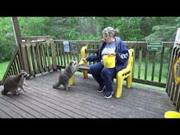 Tuesday with raccoon diner and Angie