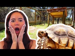 We built our tortoise a Mansion