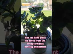 Dumpster Diving Update! We Saved Her From the College Student Dumpsters!
