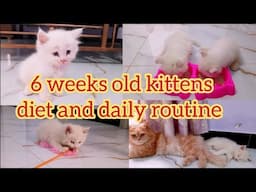6 weeks old kittens diet and daily routine | KITTYcat Vlogs