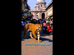 ROYAL BENGAL TIGER IN KOLKATA, INDIA, An Animated Bengali Viral Music Video Created by Rupak Jyoti,