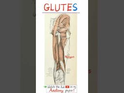 Gluteal Muscles (Glutes) - The Hip Bone - Anatomy of the Pelvis....#doctor #nurse  #anatomy #surgery