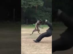That’s a Linebacker not a Malinois! #malinois #tackle