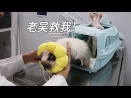 帶兩只病貓去診所復查，刚见面就看人家菊花，不太好吧？｜李喜猫