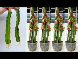 Grow Dragon Fruit From Cuttings for beginners