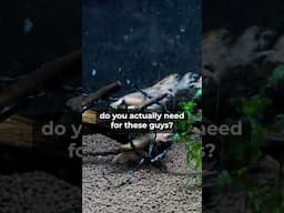 Bamboo Shrimp TANK SIZE