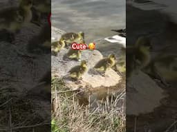 GOSLINGS 🥰#cute #geese#youtubeshorts  #animallovers #viralshort #shortsfeed #ytshorts #shottrending