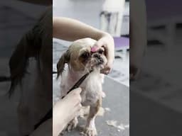 ASMR GROOMING #grooming #asmr #doggroom