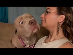 When Your Dog Is the Family's Funniest Comedian! 😄 Funny Dog and Human Videos