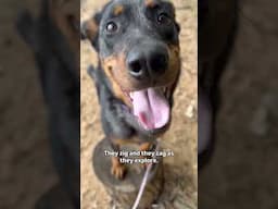 Why longline work with your dog is SO beneficial!! #dogtraining #dogbehavior #dogcoach #beauceron