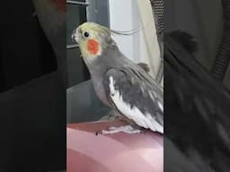 Calopsita Macho Cantando
