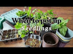 The Best Time to Pot Up SEEDLINGS Into Bigger Pots! 🌿🍃🌸