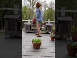 Creating a contained garden! #gardening #containergardening