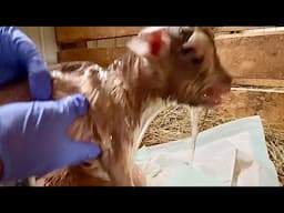 Nigerian Dwarf Goat Gives Birth to 1 Slimy, & 1 HUGE Baby Goat | More Kids on the Farm! ☺️