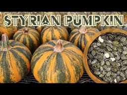 Garden Spotlight | Styrian Pumpkin | Squash with naked seeds!