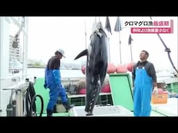 石垣島でクロマグロ漁最盛期　例年より漁獲量少なく (25/05/01 11:42)