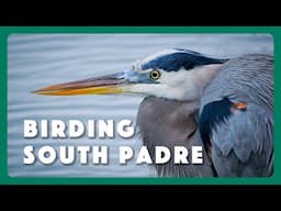 Birding South Padre - Postcard From Texas