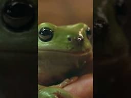 Everybody knows how much we love frogs!