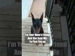 Stranger Danger #dog #funny #puppy #doberman #dobermanpinschers #dobermanpuppy #dogsfunny