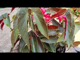How l Take Care Of / Angel Wings Begonia / it's soil / Sunlight / water / Fertilizer / Propogation