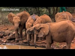 How to Book David Sheldrick’s Elephant Orphanage?