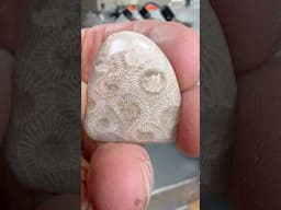 Lake Erie Petoskey Stone?