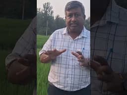 जिंक की कमी से फसल की कम लम्बाई #agriculture #farming