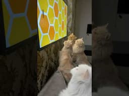 Easy way to make your cat active #fluffycats